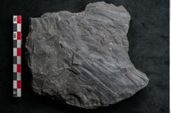 Foto (Detailansicht) von Noeggerathia palmaeformis Goeppert (NHMW-GEO-2024-0188-10743)